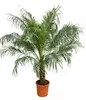 Palmier nain dattier Phoenix roebelenii, 160-180 cm | Voir les images du produit 4