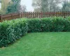 Prunus laurocerasus 'Herbergii', Kirschlorbeer, immergrün, Produktbild-Vorschau 2