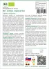 SAFLAX - BIO - Artičok - Imperial Star - Cynara scolymus - Náhľad obrázku produktu 3