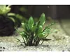 Cryptocoryne lutea Hobbit im Topf Wasserkelch Zwergform Produktbild-Vorschau 3