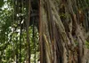 SAFLAX Anzucht Set - Bengalische Würgefeige - Ficus Produktbild-Vorschau 5