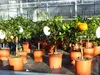 Citrus Yuzu 70 - 80 cm, Zitronenbaum Zitrone, japanische Produktbild-Vorschau 7