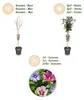 GreenboutiQ - Gartenpflanze - Hibiscus syriacus Tricolour - Produktbild-Vorschau 4