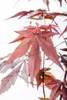 Acer palmatum 'Atropurpureum', Japanischer Ahorn, Produktbild-Vorschau 9
