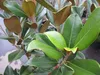 Magnolia grandiflora Goliath - Immergrüne Magnolie Goliath Produktbild-Vorschau 2