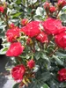 Rosa Zepeti ® - Beetrose Zepeti ® - Meibenbino ® - Meilland Produktbild-Vorschau 1