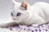 A white cat with blue eyes lies on a bed of small purple and white crystals. Anteprima dell’immagine prodotto