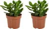 Bloomique - 2er Set - Crassula Ovata Magical Tree - Produktbild-Vorschau 1
