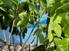 A close-up view of a fig tree with unripe figs and green leaves. Produktbild-Vorschau