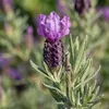 2x Lavandula Stoechas Anouk Stam P12 H30 Produktbild-Vorschau 3