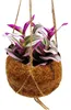 Kokodama – Tradescantia „Nanouk“ – dreizweigige Pflanze – Produktbild-Vorschau 1