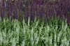 Salvia nemorosa 'Schneehügel', Steppensalbei, weiß, ca. 9x9 Produktbild-Vorschau 2