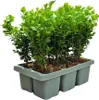 Bosso - Buxus NewGen Freedom - 48 piante - altezza circa 15 Anteprima dell’immagine prodotto 2