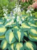 Hosta sieboldiana, Blaublatt-Funkie, ca. 11x11 cm Topf, Produktbild-Vorschau 12