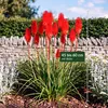 Stauden Gänge 1 x Kniphofia 'Redhot Popsicle' - Rote Produktbild-Vorschau 6