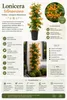 Echtes Geißblatt 60-80 cm – Lonicera tellmanniana | Produktbild-Vorschau 2
