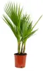 Washingtonia Robusta - Mexikanische Fächerpalme - Palme - Produktbild-Vorschau 1