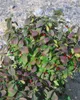 Rote Heckenkirsche 60-100 cm, im Topf - Lonicera xylosteum Produktbild-Vorschau 8