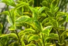 Ligustrum ovalifolium 'Aureum', Goldliguster, ca. 9x9 cm Produktbild-Vorschau 6