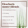 Aquarium Pflanze 3 Stück Eleocharis montevidensis Tropica Produktbild-Vorschau 3