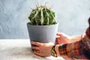 BIOVITA 5L Kakteen und Sukkulenten, Spezial - Substrat, Produktbild-Vorschau 6