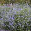 6 kusů rostlin Storchschnabel (Geranium) odrůdy 'Brookside' Náhled obrázku produktu 2