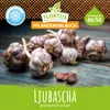 Winterpflanzknoblauch Ljubascha | Pflanzknoblauch von Produktbild-Vorschau 1
