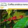 SAFLAX - Trpasličí kávový keř - Coffea arabica nana - 8 Náhled obrázku produktu 9