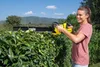 Kärcher Akku-Heckenschere HGE 18-50 Battery, 18V, 50cm Produktbild-Vorschau 7