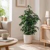Birkenfeige - pflegeleichte Zimmerpflanze, Ficus benjamini Produktbild-Vorschau 5