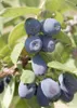 Kamtschatka-Heckenkirsche Indigo Gem 2L Produktbild-Vorschau 2