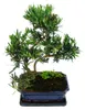 Bonsai z gatunku Podocarpus macrophyllus – ok. 12–15 lat Podgląd zdjęcia produktu 2