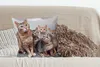 MuchoWow® Zierkissen Sofakissen Wohnzimmer Dekokissen 50x50 Produktbild-Vorschau 4