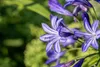 Agapanthus 'Northern Star', Schmucklilie, tiefblau, 2-3 Produktbild-Vorschau 4