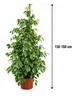Ficus Benjamina Golden King 130-150 cm | Birkenfeige Produktbild-Vorschau 5