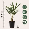 Szorstkowiec Fortunego - 2 szt - Trachycarpus Fortunei - Podgląd zdjęcia produktu 2