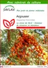 SAFLAX  - Argousier - 40 graines - Avec substrat - Voir les images du produit 1