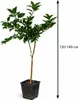 Citrus sinensis „Navelina” 120–140 cm – drzewo pomarańczowe Podgląd zdjęcia produktu 5