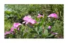 30x Catharanthus roseus Madagaskar Immergrün Strauch Produktbild-Vorschau 2