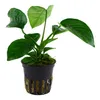Anubias barteri var. caladiifolia im Topf Wasserpflanzen Produktbild-Vorschau 4