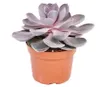 Echeveria Perle von Nürnberg - ve?ká rastlina v 12cm hrnci Podgląd zdjęcia produktu 2