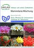 SAFLAX  - Mélange de Mammillaria - 40 graines - Mammilaria Voir les images du produit 10