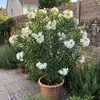 Bloomique - Nerium Oleander - Białe kwiaty - Rośliny Podgląd zdjęcia produktu 4
