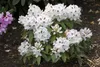 Rhododendron Hybr. 'Schneebukett', weiß, 30–40 cm Produktbild-Vorschau 2