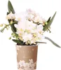 Kolibri Orchids Bílá orchidej Phalaenopsis – Nazaré – Náhled obrázku produktu 1