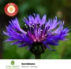 Pabst Keimkraft - Kornblume Blauer Junge Samen - 173365 Produktbild-Vorschau 3