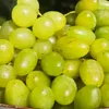 Winorośl Timur 2L Podgląd zdjęcia produktu 2