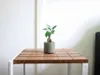 Gardners Ficus microcarpa Ginseng, průměr 6 cm Náhled obrázku produktu 2