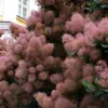 A close-up view of a flowering shrub with pink, fluffy blooms and green leaves. Produktbild-Vorschau