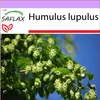 SAFLAX - skutočný chmeľ - Humulus lupulus - 50 Semená Náhľad obrázku produktu 5